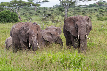 Fototapeta premium Elephant family in the high grass of a riverbed in the green season in Serengeti National Park in Tanzania 