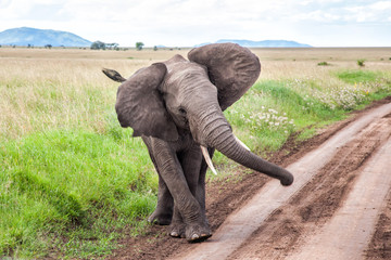 Fototapeta premium Elephant in the green season in Serengeti National Park in Tanzania 