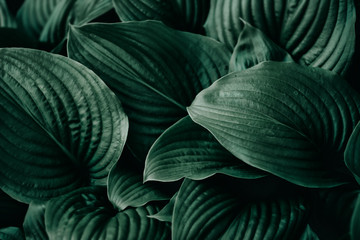 Green leaves nature plants. Abstract background