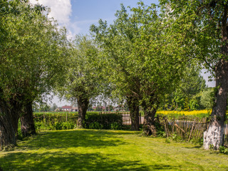 Spring garden with the willows