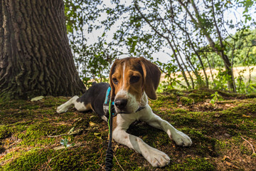 Beagle im wald