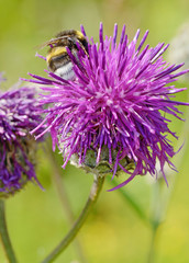 A bumblebee collects nectar from a flower.