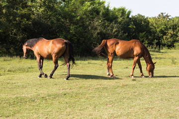 Obraz premium Two horses on the meadow at animal shelter surrounded by trees.