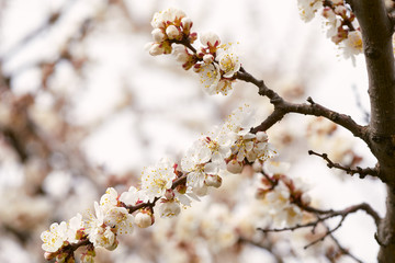 Blossoming tree with beautiful flowers