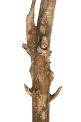 Naklejka premium Part of tree branch isolated on white background