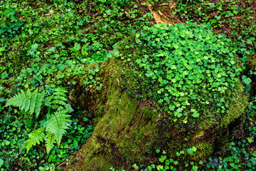 Fototapeta premium Forest Floor. Forest Stump with Green Moss.