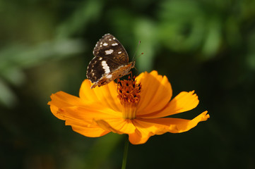 Borboleta na natureza