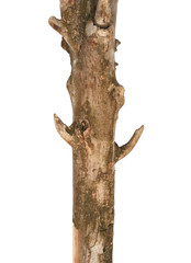 Part of tree branch isolated on white background