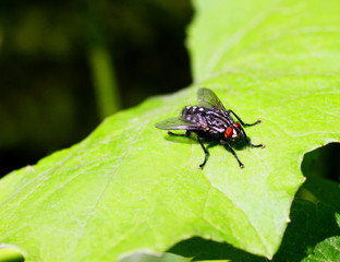 A big fly is sitting on a green leaf.