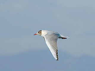 Black-headed gull (Chroicocephalus ridibundus) on flight, isolated on blue sky