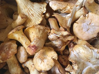 Pfifferlinge, Pilze, Speisepilz