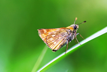 Fototapeta na wymiar Butterfly on the grass close-up.