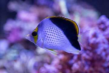 Fototapeta na wymiar Tropical fish between corals