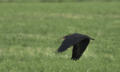 Waldrapp