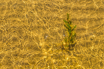 branch of algae under transparent water