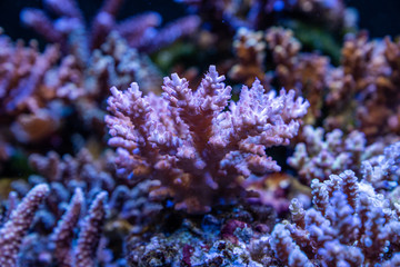 Fototapeta na wymiar Corals in aquarium