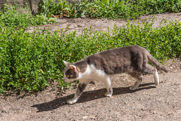 Naklejka na ściany i meble stray city cat walking down the street