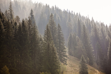 Light fog covering the spruce tree forest in mountains. Sun is shining through evergreen conifers in Romania 