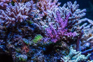 Corals in aquarium