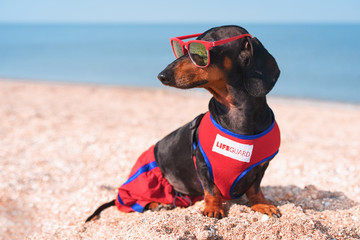 A dog Dachshund breed, black and tan, in a red blue suit of a lifeguard and red sunglasses, sits on a sandy beach against the sea