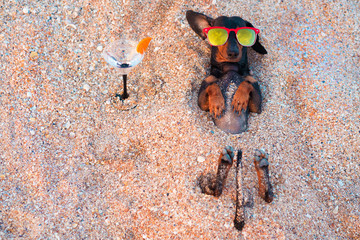Top view  beautiful dog of dachshund, black and tan, buried in the sand at the beach sea on summer...