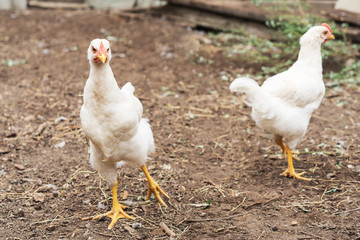 white loose chicken outdoor in in the village courtyard