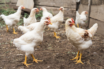  Chickens in village backyard garden