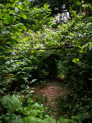 Mysterious path in the summer forest