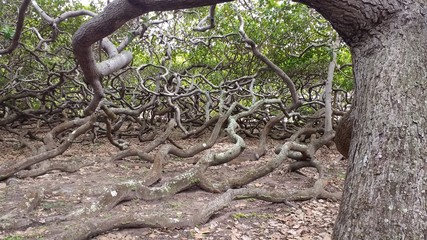 A crescente da natureza