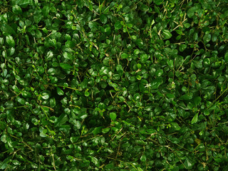 Fototapeta na wymiar Green leaves are arranged in the wall, suitable for use as a background in the design.