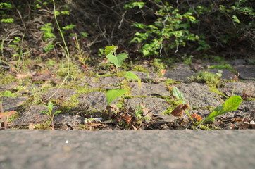 Babytree and other plants