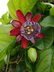 パッションフルーツの花 赤花種（パッシフロラ・アラタ）