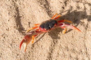 Geocarcinus sp 