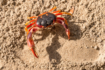 Geocarcinus sp 