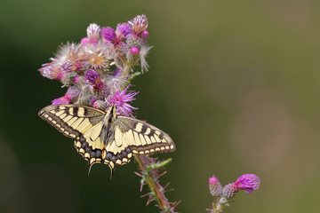 Le machaon