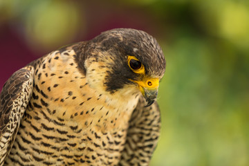 Greifvogel