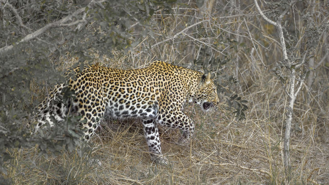 Leopard in Kruger National park, South Africa ; Specie Panthera pardus family of Felidae