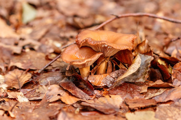 beautiful mushrooms under yellow, orange forest leaves