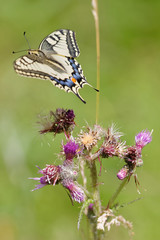 Le machaon