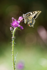 Le machaon
