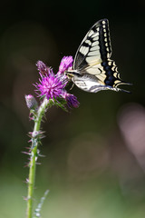 Le machaon