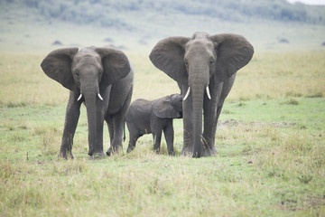 Fototapeta na wymiar A beautiful family of African elephants walking together along the grass
