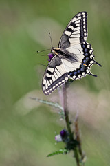 Le machaon