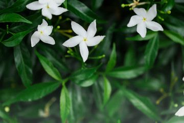 Obraz na płótnie Canvas Jasmine flowers blossoming on bush in sunny day soft focus