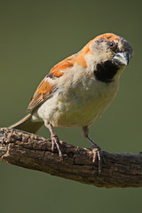Great Sparrow in Namibia in Africa

