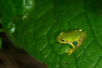 Small tree-frog on the green carpet