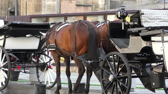 Impressionen aus Wien - Fiakerstandplatz beim Stephansdom