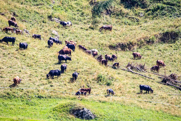 Herd of cows in an alpine valley