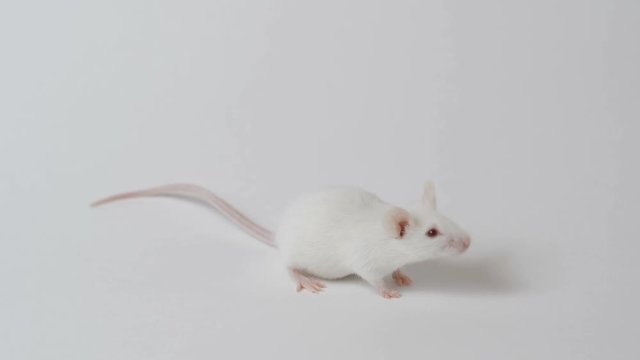 White mouse is cleaned and runs on a white background