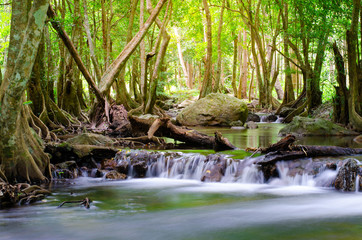 Forests with streams flowing through. The beauty of the tropical forest. Refreshing streams and trees